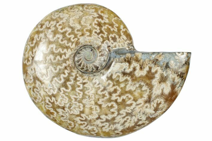 Polished Cretaceous Ammonite (Cleoniceras) Fossil - Madagascar #305943